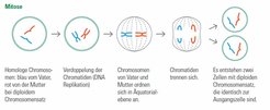 Mitosis - One cell results in two identical daughter cells.