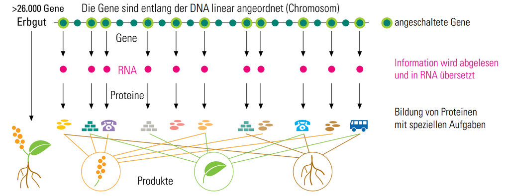 Damit die für die Lebensprozesse notwendigen Proteine gebildet werden, müssen die dazu gehörigen Gene aktiv sein. An einem Gen beginnt ein Abschreibe-, Kopier- und Übersetzungsprozess, an dessen Ende die Synthese des benötigten Proteins steht. Das Zusammenspiel der Proteine mit unterschiedlichen Aufgaben ermöglicht Wachstumund Entwicklung von Pflanzen.