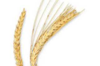 Ask the Barley