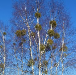 Evergreen Mistletoe attached to a host tree