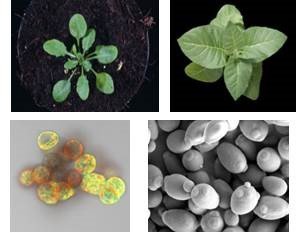 Das Ziel der Arbeitsgruppe von <strong>Dr. Aleksandra Skirycz</strong> ist es neue kleine regulatorische und Signalmoleküle zu identifizieren und deren Funktion zu beschreiben. Hierfür werden Protein-Metabolit-Interaktionen studiert.<br /><br />