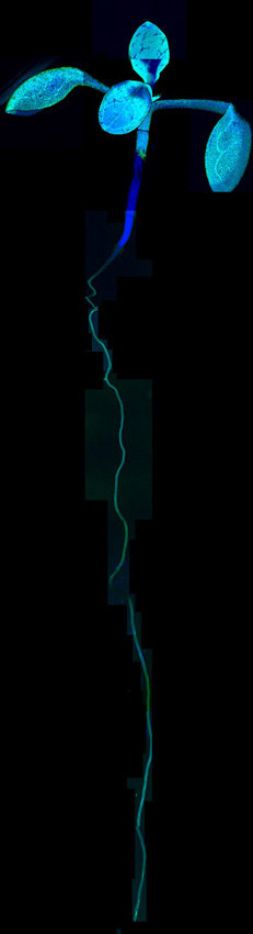 Grafted Arabidopsis plant
Grafts of genetically different plants have long been used, for example, in grapevines and fruit trees, to combine characteristics of one plant with characteristics of the other.
In the experiments of the present study, two different genotypes of Arabidopsis were grafted onto each other. By fusing a non-mobile mRNA producing a green fluorescent protein to a graft mobile mRNA from a gene that is transcribed only in the plant used for the upper part (shoot), mRNA transport from this Arabidopsis type can be traced across the grafting site into the roots, which do not produce this transcript. Here the mRNA fusion is translated into the corresponding protein in the root cells, which then appear green fluorescent, as can be seen in the figure.