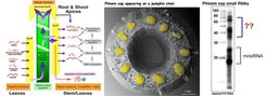 In plants the phloem serves as system-wide delivery pathway for nutrients such as amino acids, sugars, growth regulating hormones and also specific RNA molecules. Phloem-delivered RNAs include messenger RNA (mRNA), transfer RNA, silencing-induced RNA (siRNA), and micro RNA (miRNA) and act as long-distance signals regulating growth.
