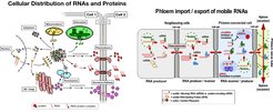 Viele mRNAs und Proteine exponieren Transportsignale, die deren zelluläre Verteilung bestimmen. Einige mRNAs und Proteine enthalten spezielle Sequenzen, die deren Transport über Transportkanäle (Plasmodesmata) zu Nachbarzellen und weiter über die Siebröhren (Phloem) zu entfernten Geweben ermöglichen. Plasmodesmata sind interzelluläre Kanäle, die benachbarte Pflanzenzellen verbinden. Durch diese Kanäle wird ein kontinuierliches Zytoplasma und Membransystem (=Symplasm) zwischen Pflanzenzellen gebildet. Diese Transportkanäle erlauben den Austausch zwischen den Zellen bei kleinen Molekülen mittels Diffusion und bei großen Molekülen mit Hilfe spezieller Transportsignale.