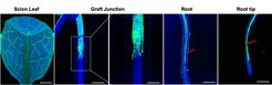Nachweis von mobiler mRNA in Pflanzen. Eine mobile mRNA wurde mit nicht-mobiler mRNA, die ein grün-fluoreszierendes Protein (GFP/YFP) produziert, fusioniert und in Pflanzen exprimiert. In gepfropften chimären Pflanzen produzieren die Blätter dieses Fusionskonstrukt welches, falls die RNA transportiert wird, in den Wurzeln mittels Confocal-Laser-Scanning-Microscopy (CLSM) aufgespürt werden kann. Die Anwesenheit der transportierten mRNA kann auch durch Reverse Transcriptase PCR (RT-PCR) bestätigt werden.
