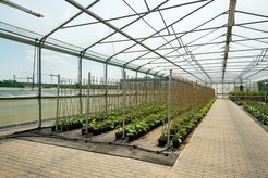 Fig. 1. Setup of a large-scale GWAS trial under variable climate conditions in the polytunnel-screenhouse.