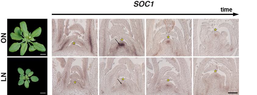 (Upper panel) Arabidopsis plants grown with optimal nitrogen supply (ON) are flowering after few weeks with the help of SOC1, a central regulator of flowering, that is produced in the shoot apical meristem (yellow asterisk).(Lower panel) If the soil contains low amounts of nitrogen (LN), the flowering of the plants is delayed and the SOC1 production is reduced.