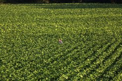 Tabakplantage in Italien. Künftig könnten Tabakpflanzen nicht mehr nur für Zigaretten und Zigarren, sondern auch zur Produktion von Farb- oder Impfstoffen genutzt werden.