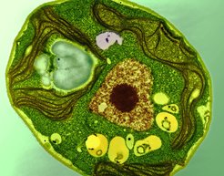 Elektronenmikroskopische Aufnahme der Alge Chlamydomonas reinhardtii. Forscher wollen Algen wie diese nutzen, um damit den Farbstoff Astaxanthin zu produzieren (Mitte: Zellkern, schwarz: Chloroplasten).