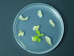 Durch den Beschuss mit winzigen DNA-beschichteten Partikeln bringen Forscher Erbgut in Blattzellen ein. Auf speziellen Nährmedien wachsen die Blattstückchen anschließend zu vollständigen Tabakpflanzen mit neuen Eigenschaften heran.