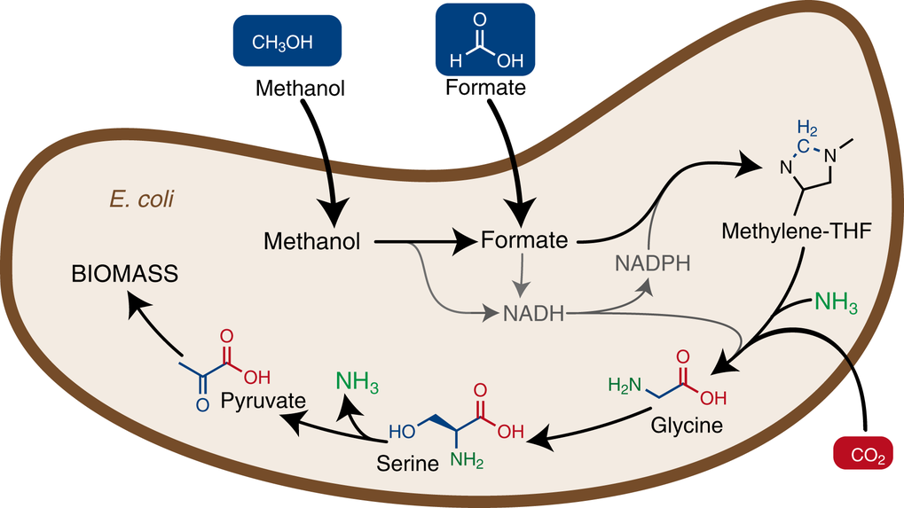 Fig. 1: The introduction of a new metabolic pathway into Escherichia coli enables the bacterium to use methanol or formic acid (Formate) as a food source to grow and build biomass.