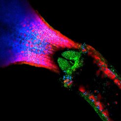 Making Leaves Confocal laser scanning microscopy image of an Arabidopsis thaliana seedling shoot. Green fluorescent marker proteins expose the shoot meristem (plant stem cells) among red anthocyanin and blue chloroplast auto-fluorescence.