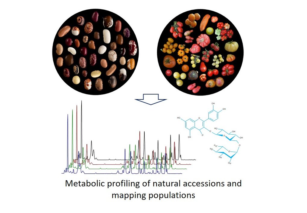 Die Projektgruppe von Dr. Saleh Alseekh konzentriert sich auf die Identifizierung von Genen, die an pflanzlichen Sekundärmetaboliten beteiligt sind. Die Gruppe benutzt dazu quantitative genetische Ansätze und Metabolomik-Techniken, um die chemische Vielfalt von natürlich vorkommenden Ökotypen und Genkartierungs-Populationen der Nutzpflanzen zu beurteilen. Wir kombinieren Genomik, Transkriptomik und Metabolomik, um die genetischen Grundlagen des pflanzlichen Sekundärstoffwechsels zu verstehen.