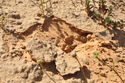 Desert biological sand crusts from Nizzana area in the harsh Negev desert from where the subject of this research has been isolated.