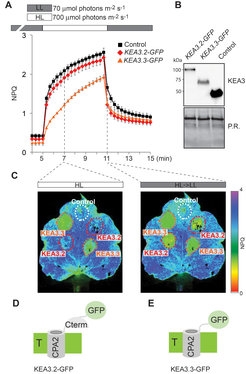 Fig.1 The expression of different KEA3 isoforms has distinct effects on photoprotective non-photochemical quenching (NPQ, Armbruster et al., 2016). (A) NPQ monitored during alternating low light or high light. (B) Proteins extracted from the transformed tobacco sections were immunodetected with the specific KEA3 antibody. (C) Images of the transformed tobacco leaf during induction and relaxation of NPQ. (D, E) Models of KEA3.2-GFP (D) and KEA3.3-GFP (E) in the thylakoid membrane (T).