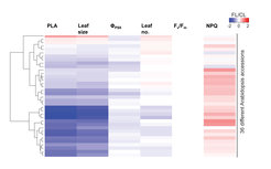Fig 2. Different Arabidopsis accessions vary greatly in their acclimation response to dynamic light environments. The ratio between parameters under dynamic (FL) and stable light conditions (CL) is shown for 36 different randomly chosen Arabidopsis accessions (Kaiser et al., 2020). PLA, projected leaf area; ΦPSII, quantum efficiency of PSII; Fv/Fm, maximum quantum yield of PSII; NPQ, non-photochemical quenching.