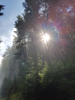 In nature, light availability can vary drastically as can be seen on this picture from the woods.