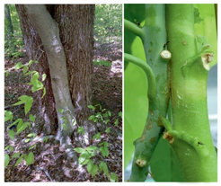 A natural stem graft between a beech (front) and a maple (back) in a forest near Monroe, New Jersey (left picture), and an similar stem graft between two tobacco plants (right) in the greenhouse.