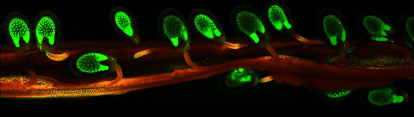 Epigenetic Mechanisms of Plant Reproduction