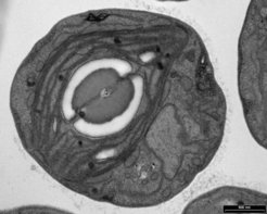 Das Elektronenmikroskop enthüllt die Details des Fotosynthese-Apparats von Chlorella ohadii. Einen großen Teil der Zelle füllt der Chloroplast aus. Seine aufeinandergestapelten Membranen machen die Fotosynthese besonders effektiv. Dazu dient auch das sogenannte Pyrenoid (Mitte). In ihm wird das für die Fotosynthese benötigte Kohlendioxid und ein Schlüsselenzym angereichert. Das Pyrenoid ist von einer hell erscheinenden Schicht aus Stärke umgeben.
