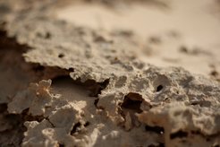 Eine rund zwei Millimeter dünne Schicht bedeckt den Wüstenboden. Über viele Jahrzehnte hinweg haben Mikroorganismen Kohlenhydrate produziert, die mit dem Sand zu einer Cornflake-artigen Kruste verbacken sind. Diese speichert Wasser besser als reiner Sand und schützt den Boden vor Erosion und völliger Austrocknung.