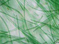 Cyanobakterien der Gattung Leptolyngbya bilden unverzweigte Ketten. Sie kommen in so unterschiedlichen Lebensräumen wie Thermalquellen, der Antarktis oder Wüsten vor. In der Negev-Wüste leben die Einzeller in der Kruste, die den Wüstenboden bedeckt.