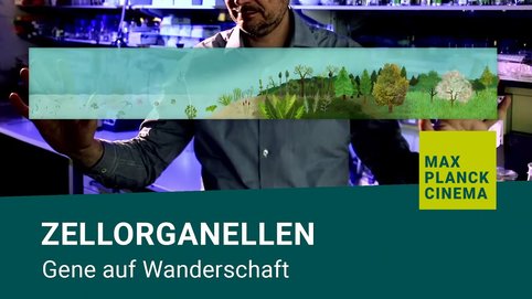 <span>Erbgut gibt es in den Zellen nicht nur im Zellkern, sondern auch in Chloroplasten und Mitochondrien.</span><br /><span>Offenbar können Gene aus den beiden Organellen in den Zellkern wandern.</span><br /><span>Ralph Bock untersucht, wie Gene von den Chloroplasten in den Zellkern gelangen können</span><br /><span>und stellt dabei die Evolution im Labor nach.</span>