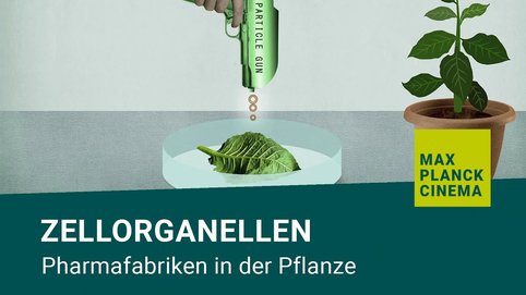 <span>Wissenschaftler wollen Chloroplasten als Fabriken für medizinische Wirkstoffe benutzen. Dafür statten sie die Chloroplasten mit neuen Genen aus, die dann von den Zellorganellen in Proteine übersetzt werden. So könnten Pflanzen eines Tages beispielsweise Antibiotika herstellen.</span>