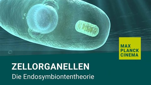 <span>Chloroplasten und Mitochondrien sind keine gewöhnlichen Organellen in der Zelle, denn sie stammen ursprünglich von Bakterien ab. Im Laufe der Evolution haben sich diese immer mehr an die Partnerschaft mit ihren Wirtszellen angepasst.</span>