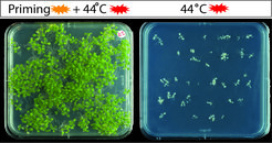 The left part of the photo shows Arabidopsis seedlings that were initially treated with a moderate heat stress (Priming) followed by high temperatures (44°C). The right part of the figure shows seedlings that were exposed to high temperatures without priming. The experiments make it clear that molecular heat stress (HS) memory allows plants to survive an otherwise lethal high-temperature stress (44°C) when they are subject to moderate temperature stress (priming) days before.