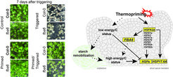 The shoot apical meristem is primable by a prior moderate heat stress and displays a distinct transcriptional thermomemory which is crucially dependent on sugar availability and primary carbon metabolism gene FBA6 (left panel). Thermomemory is controlled by HSFA2 that is required for the initial transcriptional activation of memory genes (right panel).