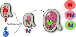 The fertilization process in angiosperms. The pollen sperm cells (sp) fertilize two maternal gametes, egg cell (ec) and central cell (cc), forming the zygote (zy) and the endosperm (end). The zygote will grow into an embryo (emb) and will be nourished by the endosperm. These two structures are protected by the seed coat (sc), which develops from the ovule integuments (int). On the right-hand side can be seen the genetic composition of each seed structure.