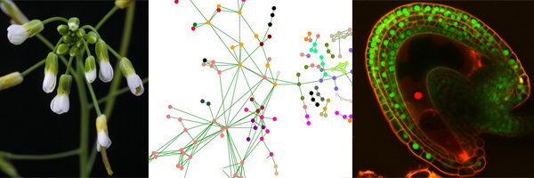 International Max Planck Research Schoolfor Molecular Plant Science