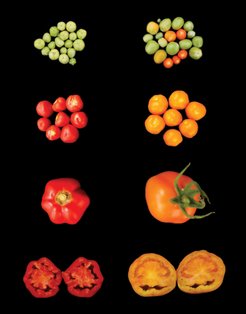Comparison of wild type (left) and LCYB-expressing tomato fruits (right). The accelerated development of the transgenic fruits can be seen in the upper right. When comparing the fruits, it is clear that the LCYB-expressing fruits are larger and the flesh of the tomatoes also differs.