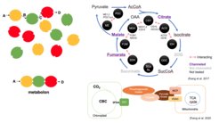 Metabolons are a specific type of transient multi-protein complex of sequential enzymes which mediate substrate channeling.