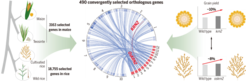 The mechanism of convergent selection of maize and rice yield.
