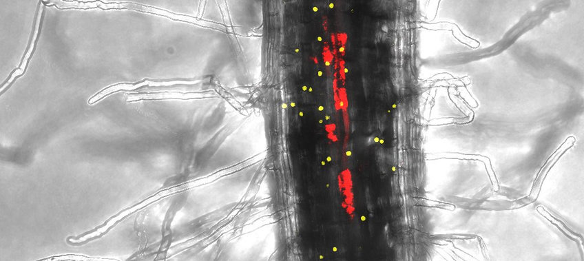 Wurzelbiologie und Mykorrhiza