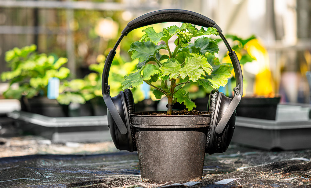 Podcasts