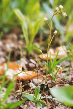 Modellpflanze der Pflanzenforscher, Arabidopsis thaliana Pflanze