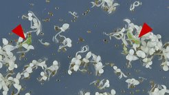 Tabakkeimlinge auf Wachstumsmedium mit Antibiotikum. Pflanzen mit ausschließlich mütterlich vererbten Chloroplasten sind weiß, da die grünen Chloroplasten ausgeblichen sind. Zwei Keimlinge enthalten grüne, intakte Chloroplasten in den Blättern (rote Pfeile). Diese Chloroplasten sind resistent gegen das Antibiotikum und wurden von der Vaterpflanze weitergegeben.