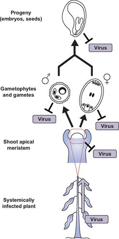 Schematische Darstellung der von uns untersuchten Thematik. Bei vielen Virus-Wirt-Kombinationen werden die Viren von den Stammzellen und der Keimbahn der Wirtspflanze ausgeschlossen, was dazu führt, dass Virus infizierte Pflanzen dennoch gesunde Nachkommen produzieren.