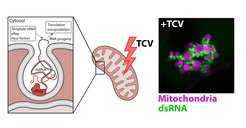 TCV Virus Figure