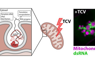 TCV Virus Figure