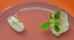 Selection of a tobacco plant from leaf cells with a genetically modified chloroplast genome on a culture medium containing the antibiotic spectinomycin. The Potsdam researchers now aim to develop a similar molecular genetic technique for the mitochondrial genome.