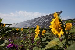 The experimental fields of the Max-Planck-Institute of Molecular Plant Physiology will harvest plants as well as clean energy in the future.