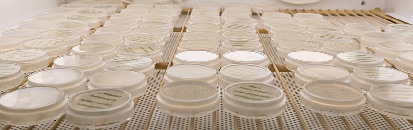Algal Cell Biology and Biophysics Algal Cell Biology and Biophysics