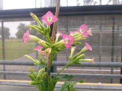 Cluster von rosa Blüten mit grünen Stielen und Blättern in einem Gewächshaus, unscharfer Hintergrund.