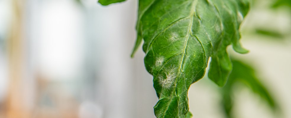 Receptor structures at the plant-microbe interface