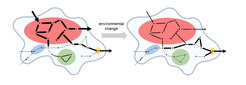 Illustration eines biochemischen Netzwerks und verschiedener kinetischer Module.