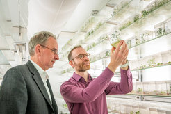 Researchers examining plant samples in a tissue culture chamber.